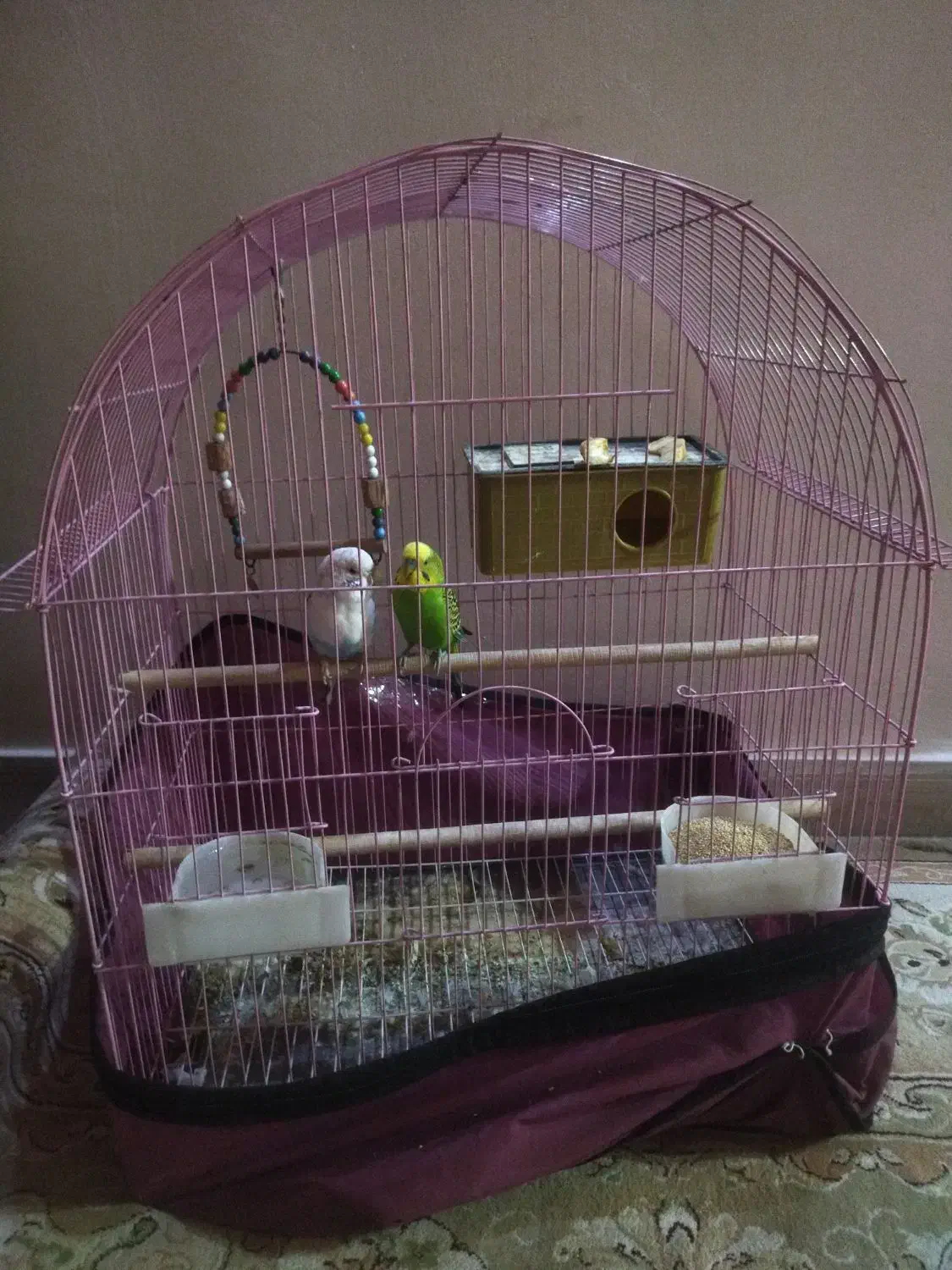 یک جفت مرغ عشق انگلیسی|پرنده|فردیس, شهرک ارم|دیوار