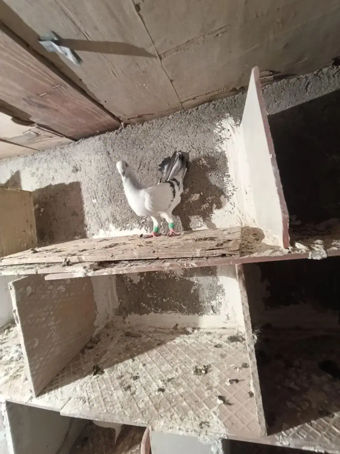 شامی نر هفرنگ خط ی|پرنده|الوند, |دیوار