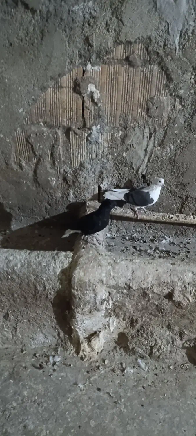 پرنده|پرنده|بروجرد, |دیوار