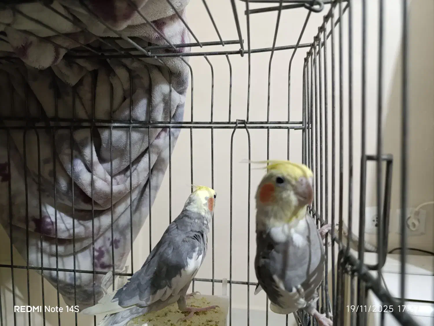 دو عدد نر توسینو برای جفتگیری|پرنده|تبریز, |دیوار