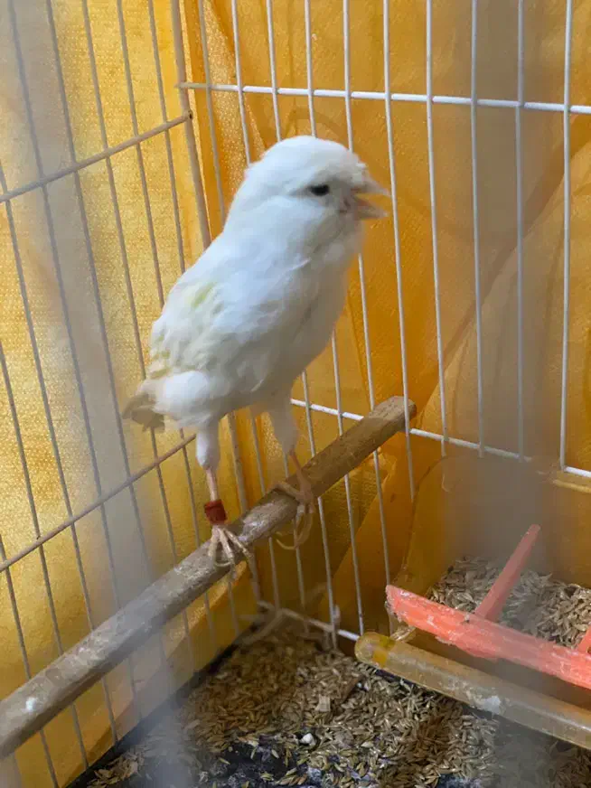 قناری نر مست مست|پرنده|تبریز, |دیوار