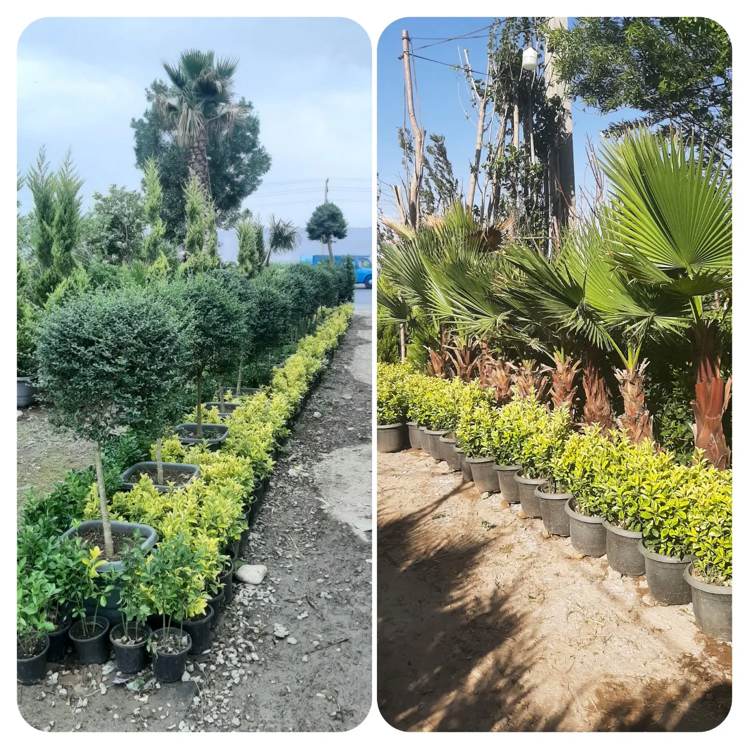 درخت مثمر و غیرمثمر جرایم شهرداری،زیتون تلخ،بن 15|خدمات باغبانی و درختکاری|تهران, ستارخان|دیوار