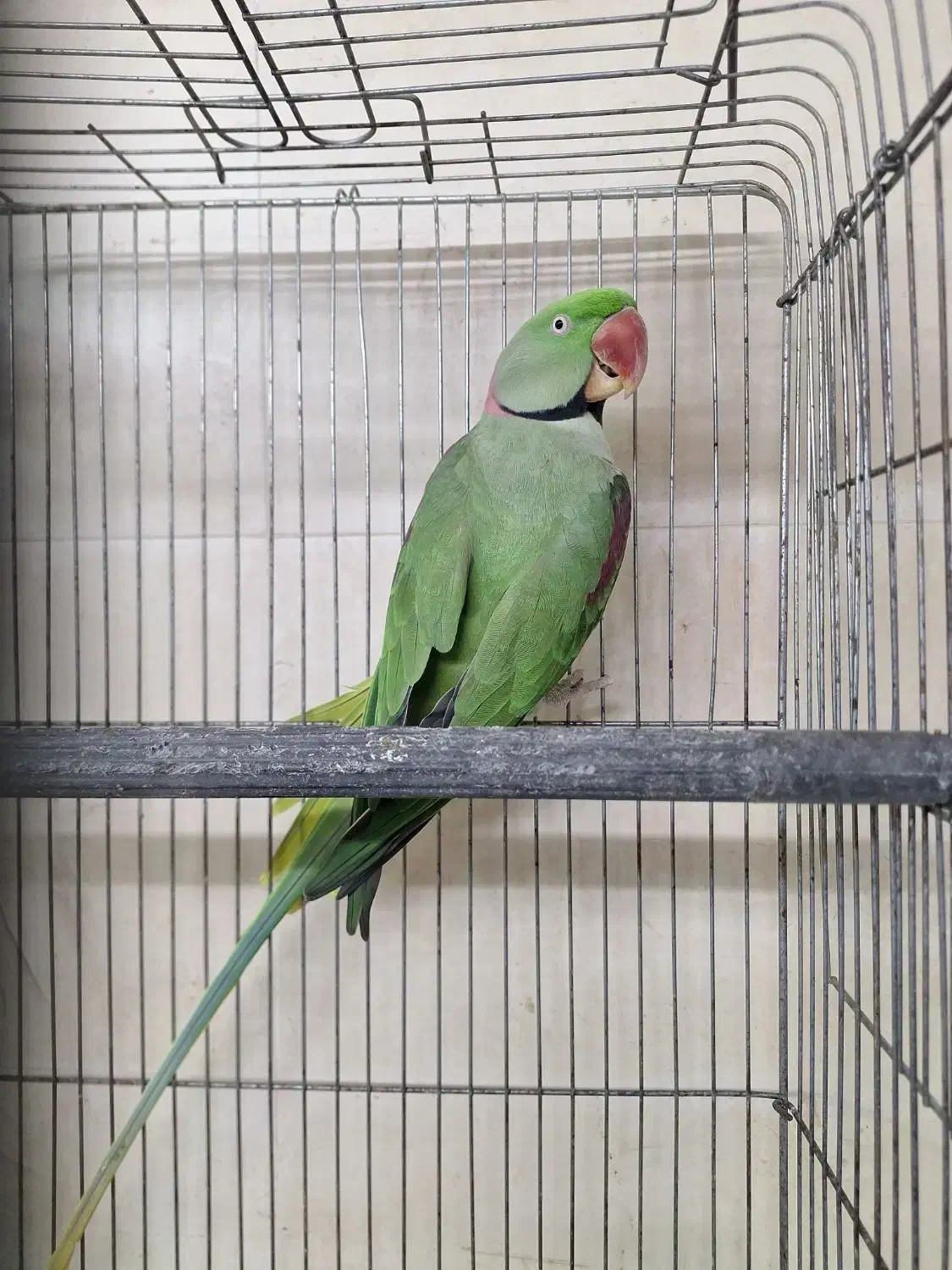 شاه طوطی نر بشرط نطفه|پرنده|ساری, |دیوار