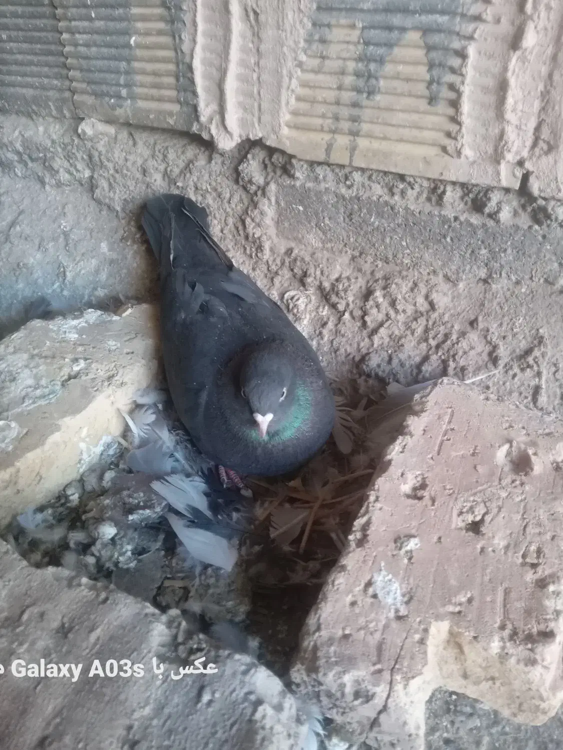 سیاه ماده|پرنده|مبارکه, |دیوار