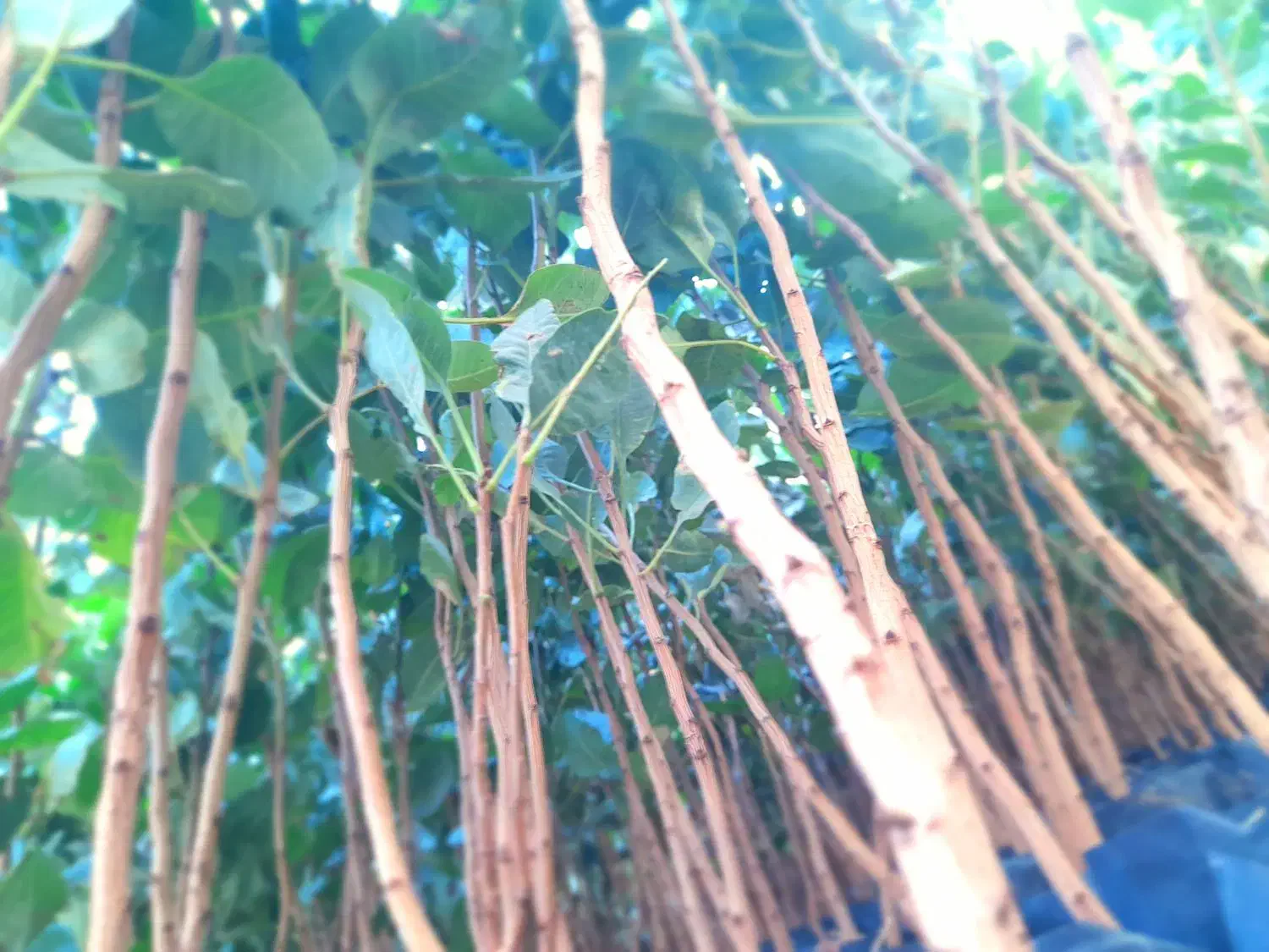 نهال پسته|خدمات باغبانی و درختکاری|مشهد, انصار|دیوار