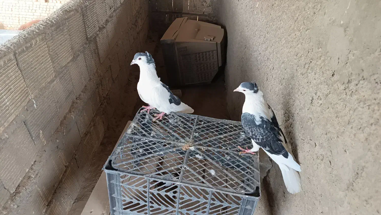 ی جفت دمگیر|پرنده|اصفهان, کارلادان|دیوار