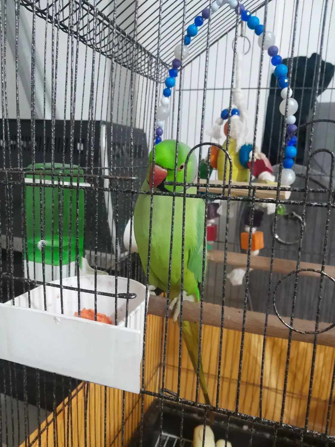 طوطی ملنگو|پرنده|قرچک, میرزائی شمالی|دیوار