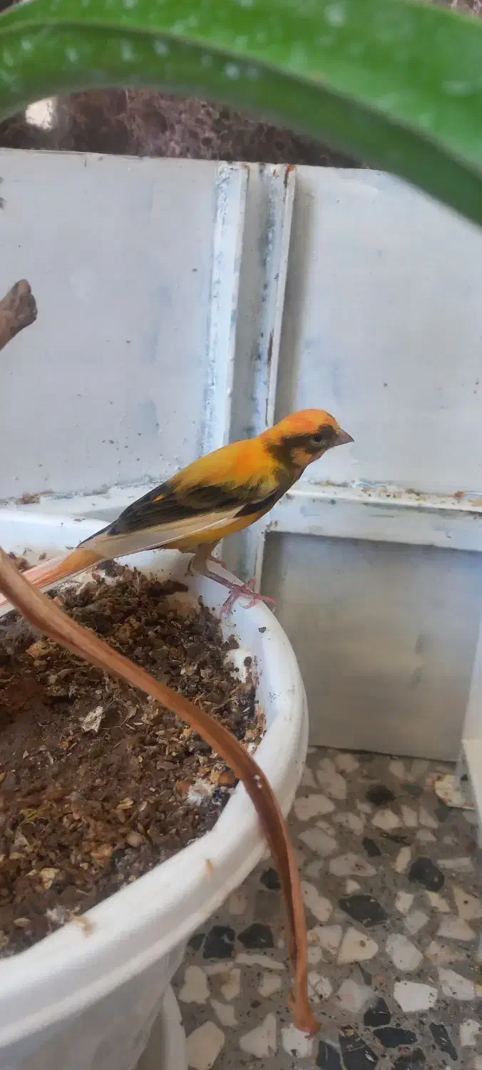 قناری نروماده|پرنده|برخوار, |دیوار