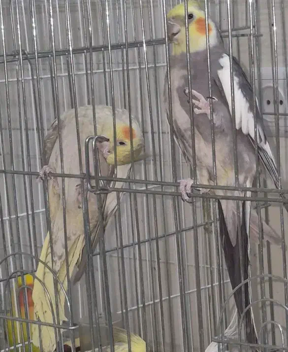 عروس هلندی های ماده|پرنده|قم, شاه سید علی|دیوار