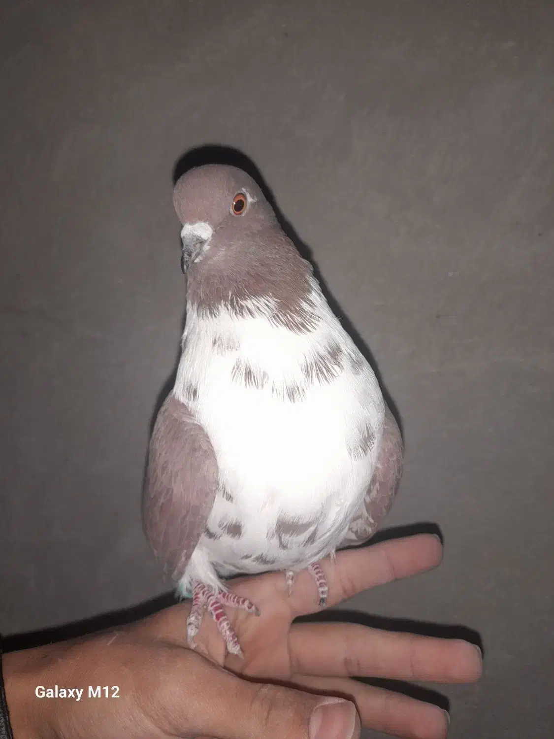 کفتر گم شده|پرنده|وحیدیه, |دیوار