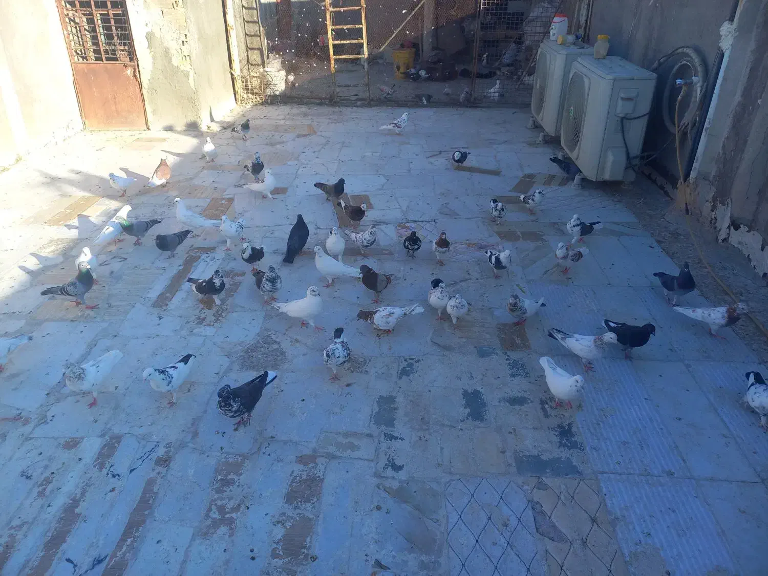 کفتر طوقی و چتری|پرنده|قم, شهرک مهدیه (مدرس)|دیوار