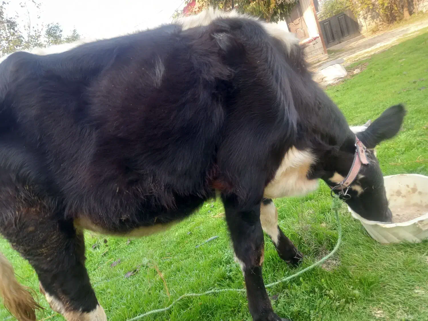 گاو هلشتاین|حیوانات مزرعه|لولمان, |دیوار