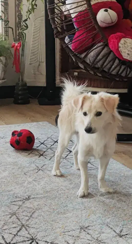 گمشده|حیوانات|شیراز, شاپورجان|دیوار