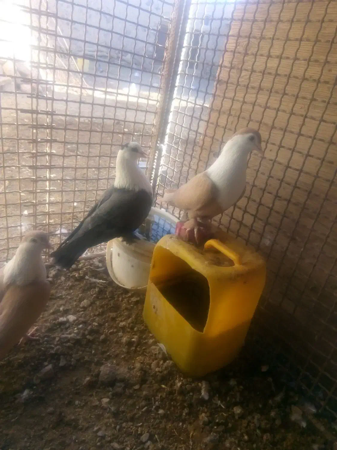 تعدادی کبوتر فروشی|پرنده|مود, |دیوار