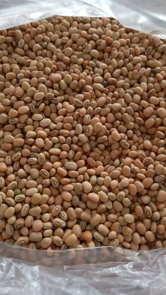 لوبیا پلویی|خوردنی و آشامیدنی|داراب, |دیوار