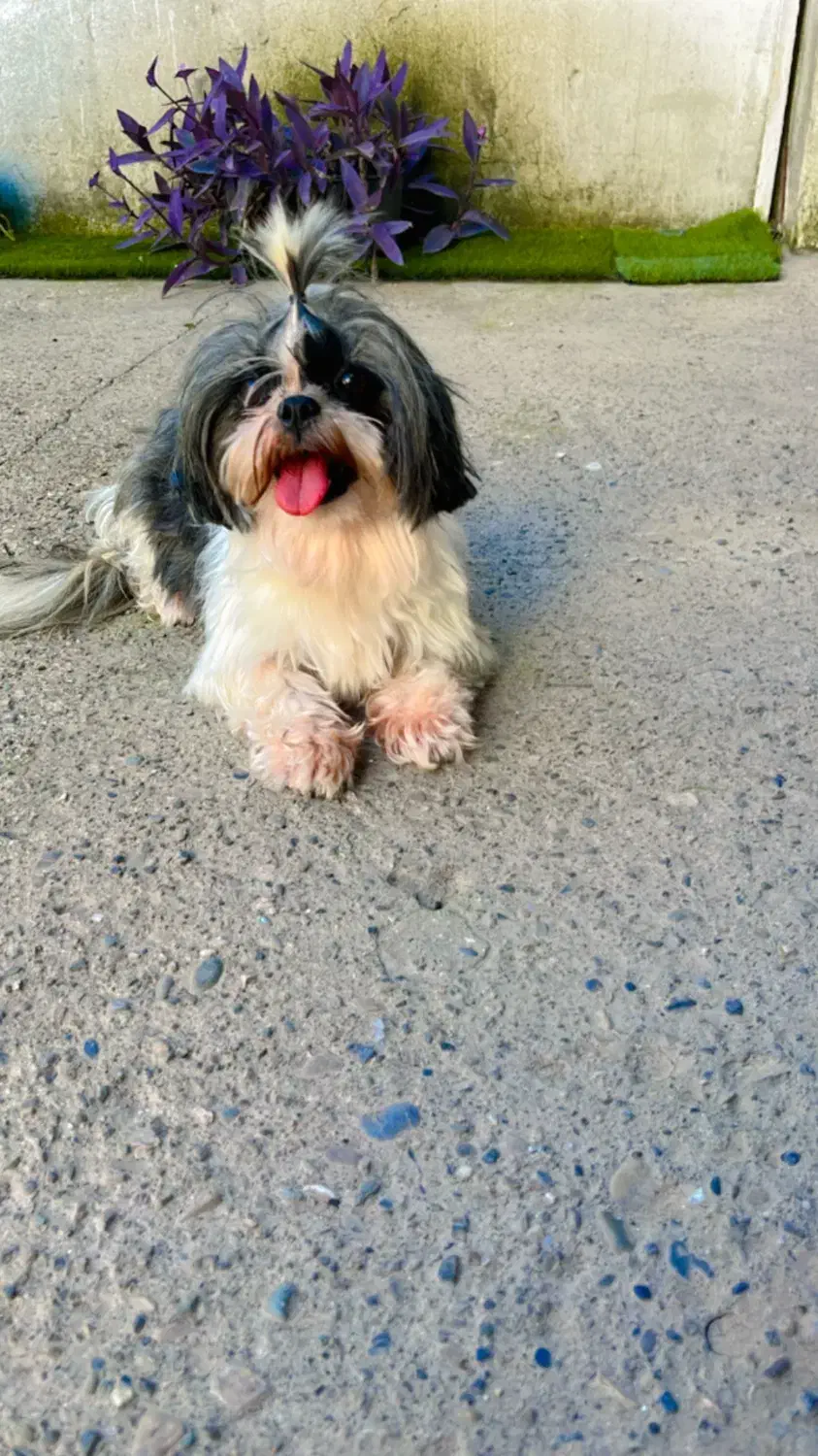 شیتزو عروسکی ماده|سگ|رشت, گلسار|دیوار