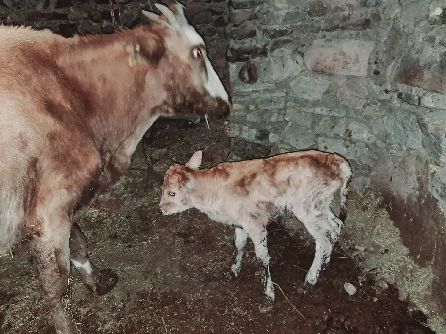 گاو|حیوانات مزرعه|قزوین, |دیوار