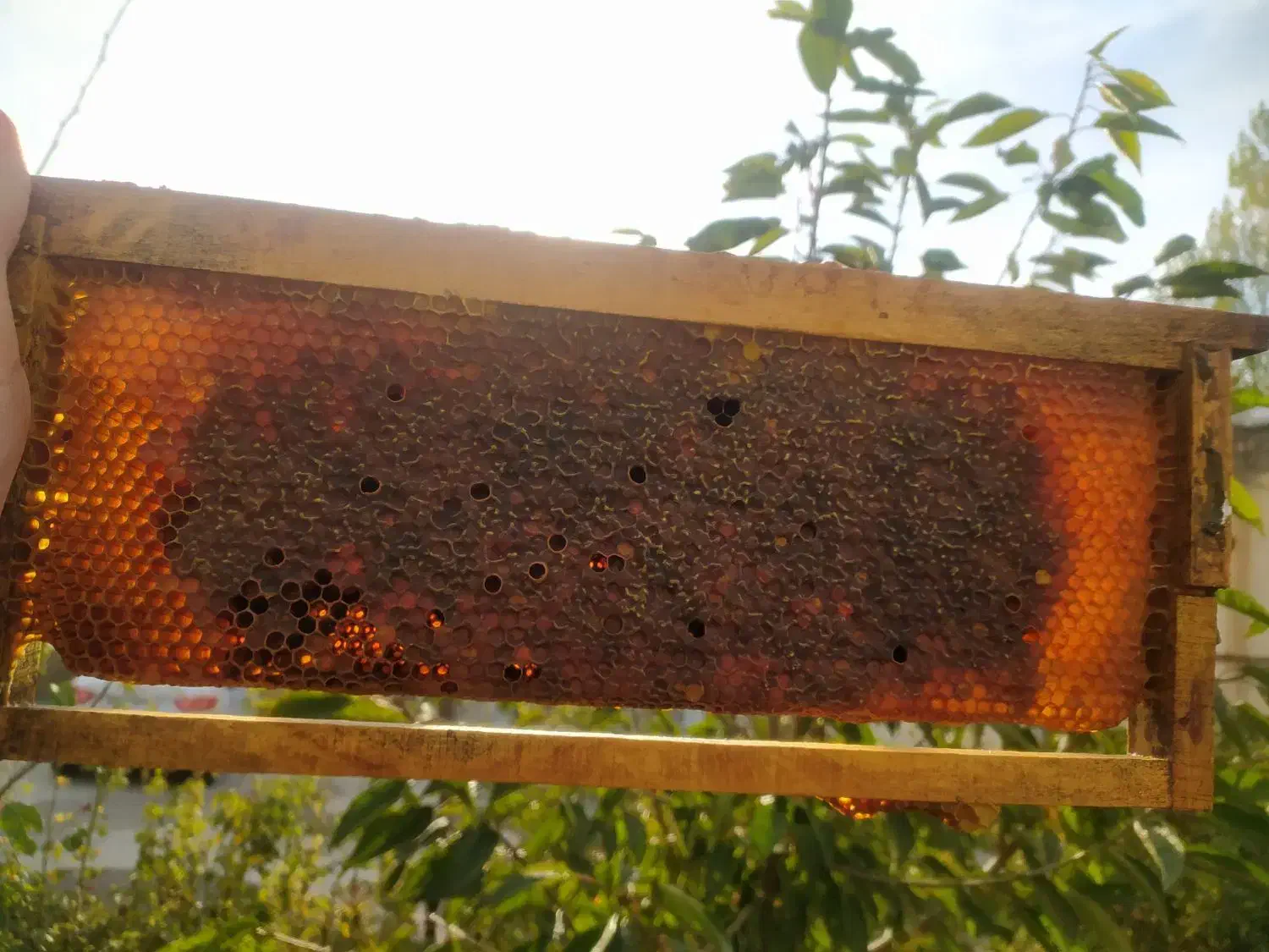 عسل طبیعی کرده دار|خوردنی و آشامیدنی|سرعین, |دیوار