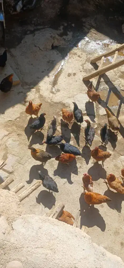 مرغ|حیوانات مزرعه|سربند, |دیوار