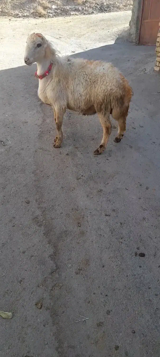 بره ماده شیشک قوچ|حیوانات مزرعه|داران, |دیوار