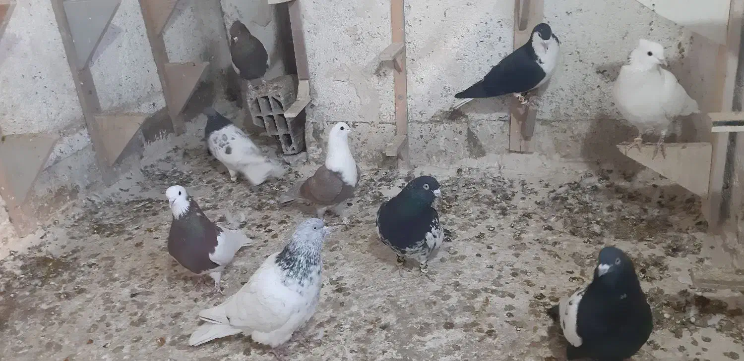 تعدادی کبوتر نرو ماده|پرنده|شیروان (خراسان), |دیوار