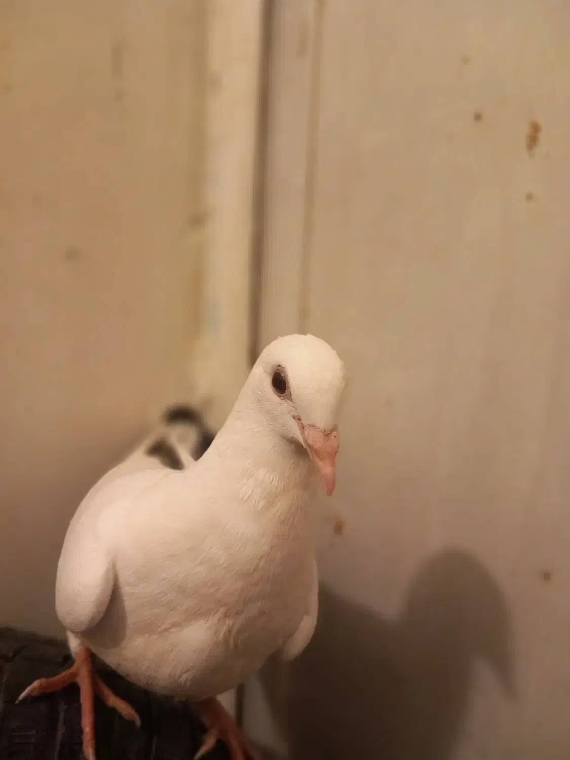 کبوتر|پرنده|مشهد, یاس|دیوار