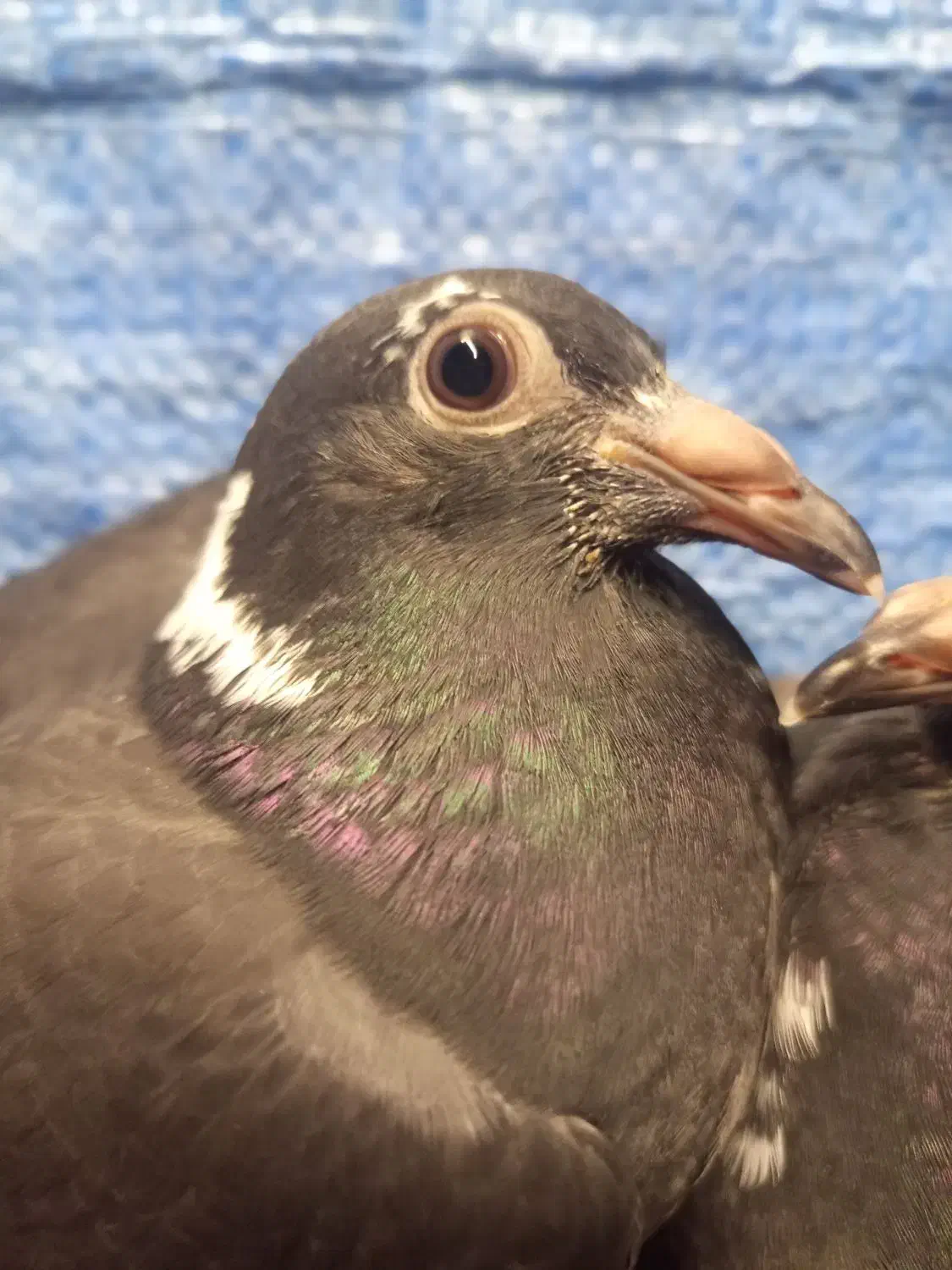 جوجه جان اردن|پرنده|دلند, |دیوار