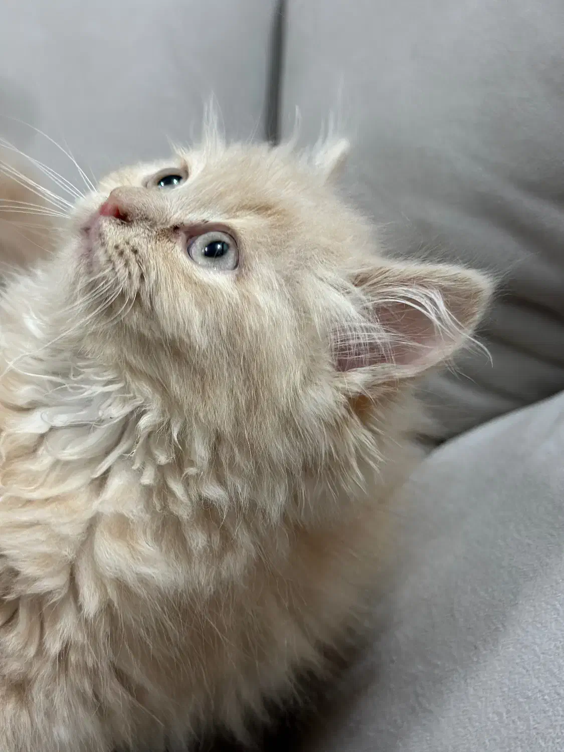 حیوون خونگی|گربه|دزفول, |دیوار