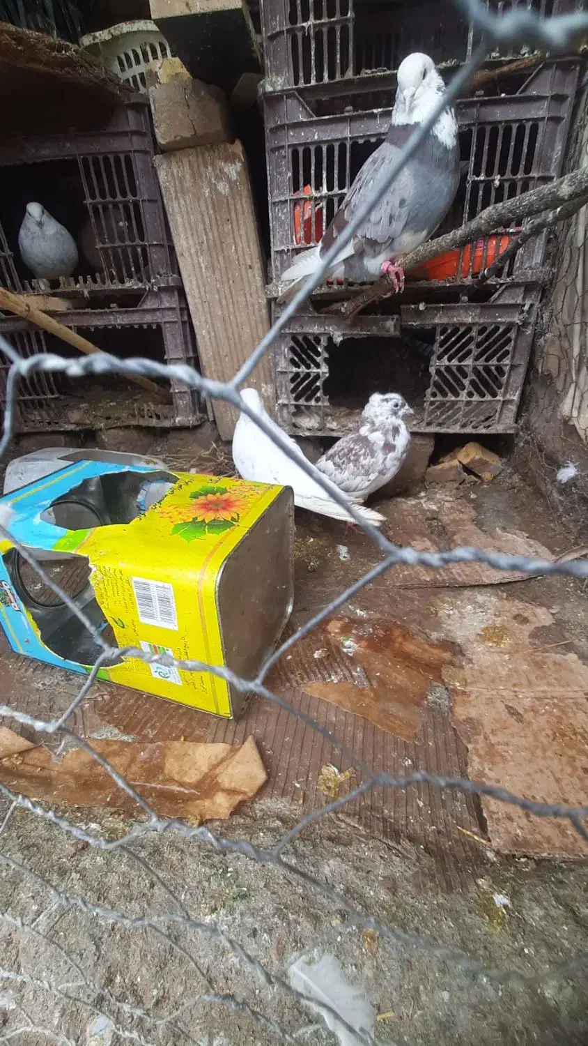 کبوتر پرشی|پرنده|سجاس رود, |دیوار