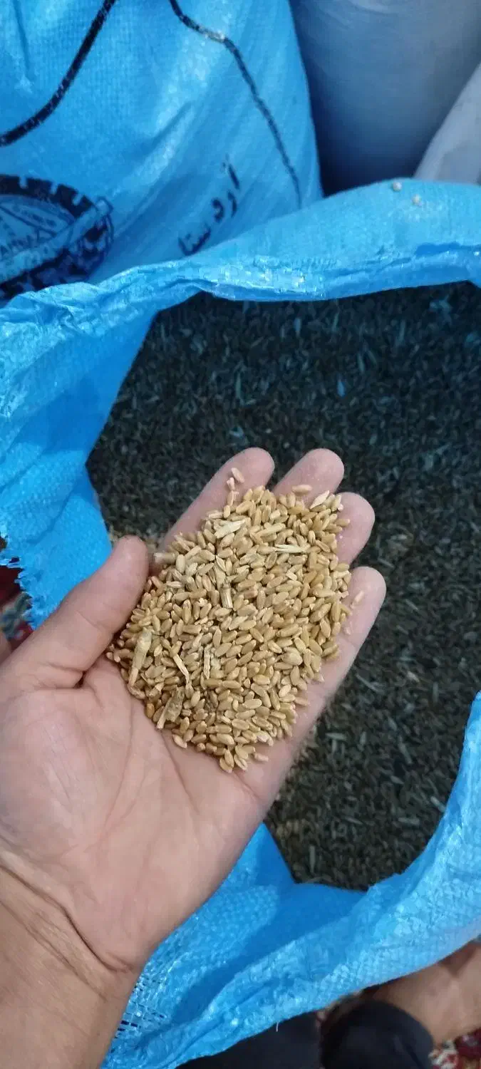 گندوم|خدمات باغبانی و درختکاری|باوی, |دیوار