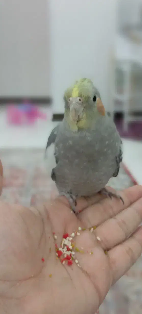 عروس هلندی|پرنده|اندیشه, اندیشه فاز ۲|دیوار