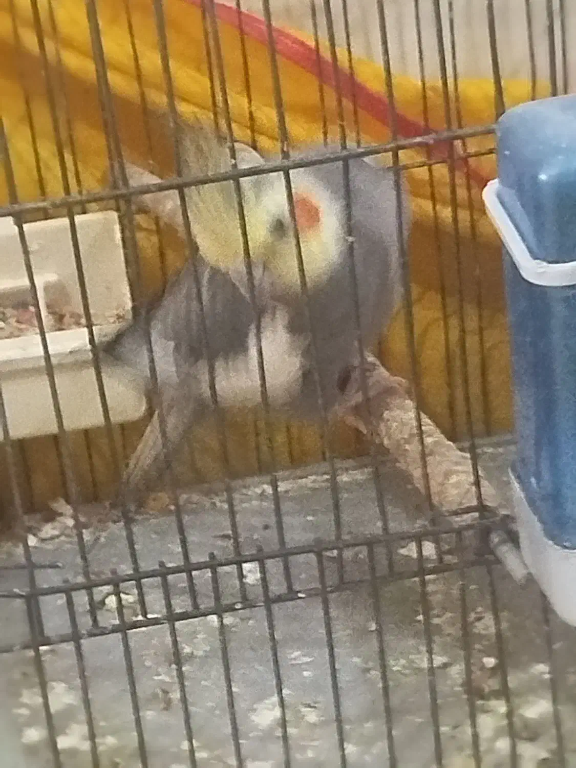 کفتر عروس هلندی ..قناری سهره معاوضه با|پرنده|پاکدشت, پاکدشت (مامازند)|دیوار