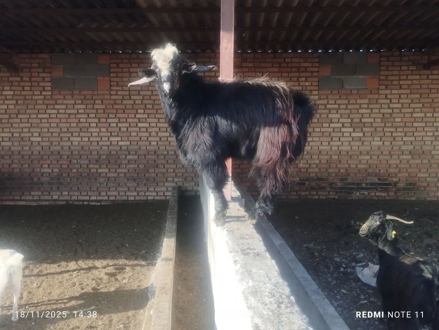 بز جوان نر مست مست|حیوانات مزرعه|سرخنکلاته, |دیوار