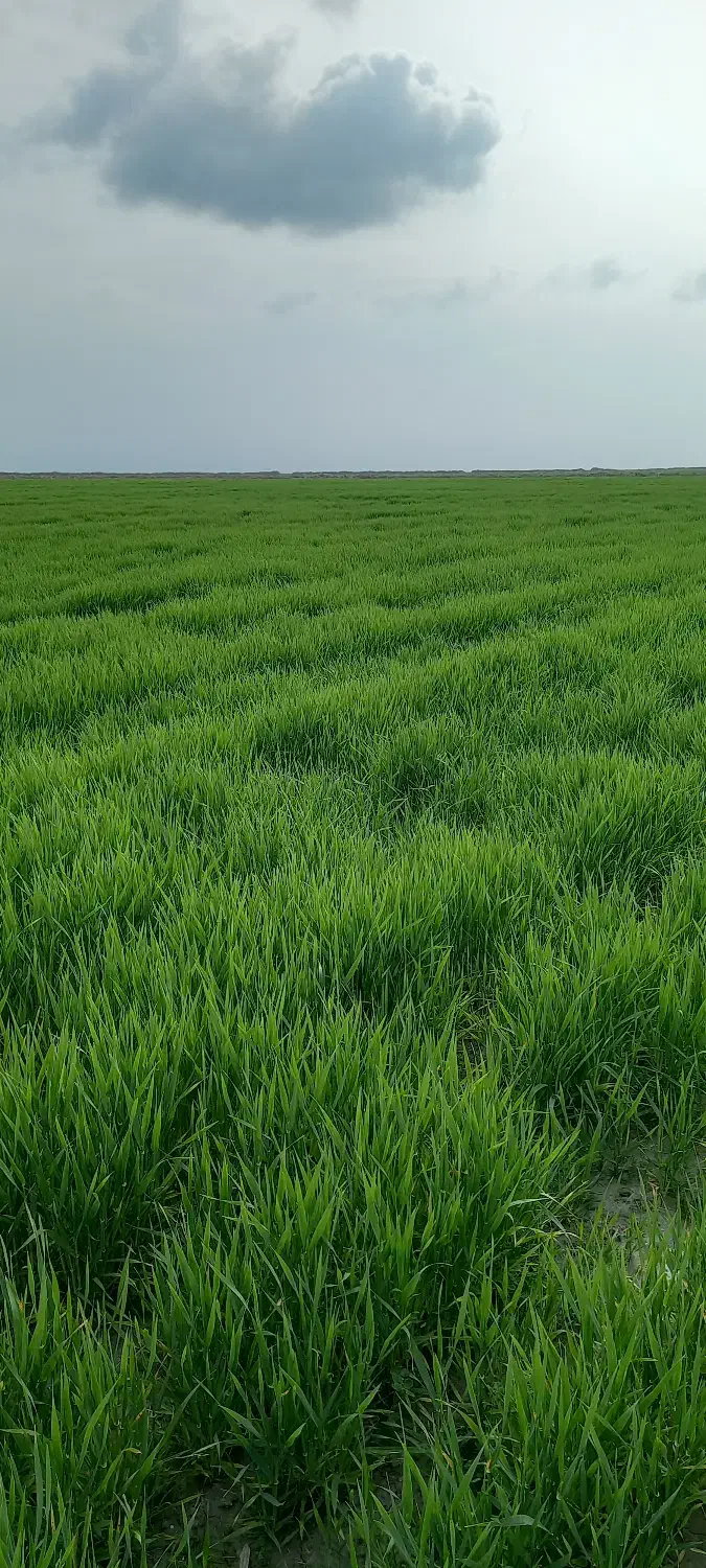 اجاره ۲۵ هکتار زمین زراعی|اجارهٔ دفتر صنعتی، کشاورزی، تجاری|سیمین شهر, |دیوار