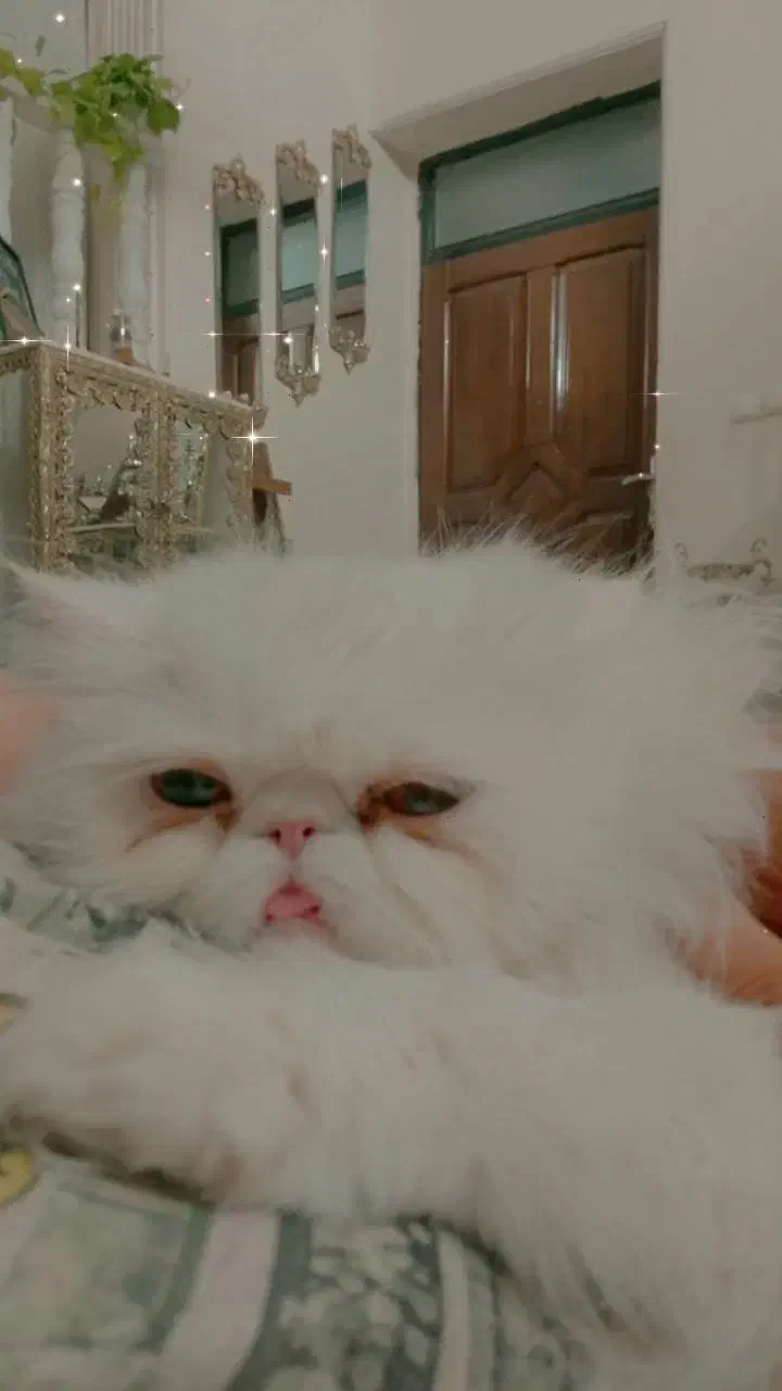 ۲ عدد گربه پرشین ماده|گربه|کرمان, |دیوار