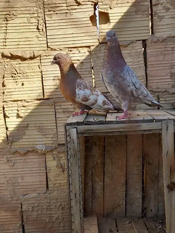 کفتر حسابی|پرنده|قم, ولیعصر|دیوار