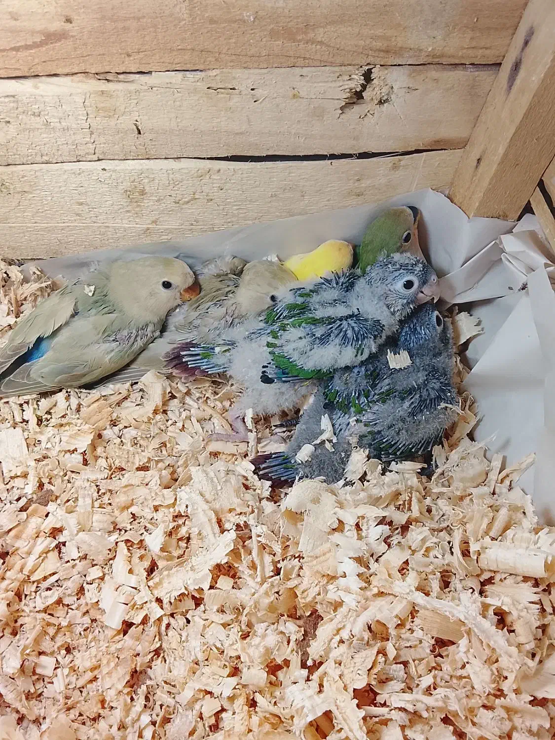 جوجه گرین چیک و برزیلی|پرنده|اهواز, کوی سعدی|دیوار