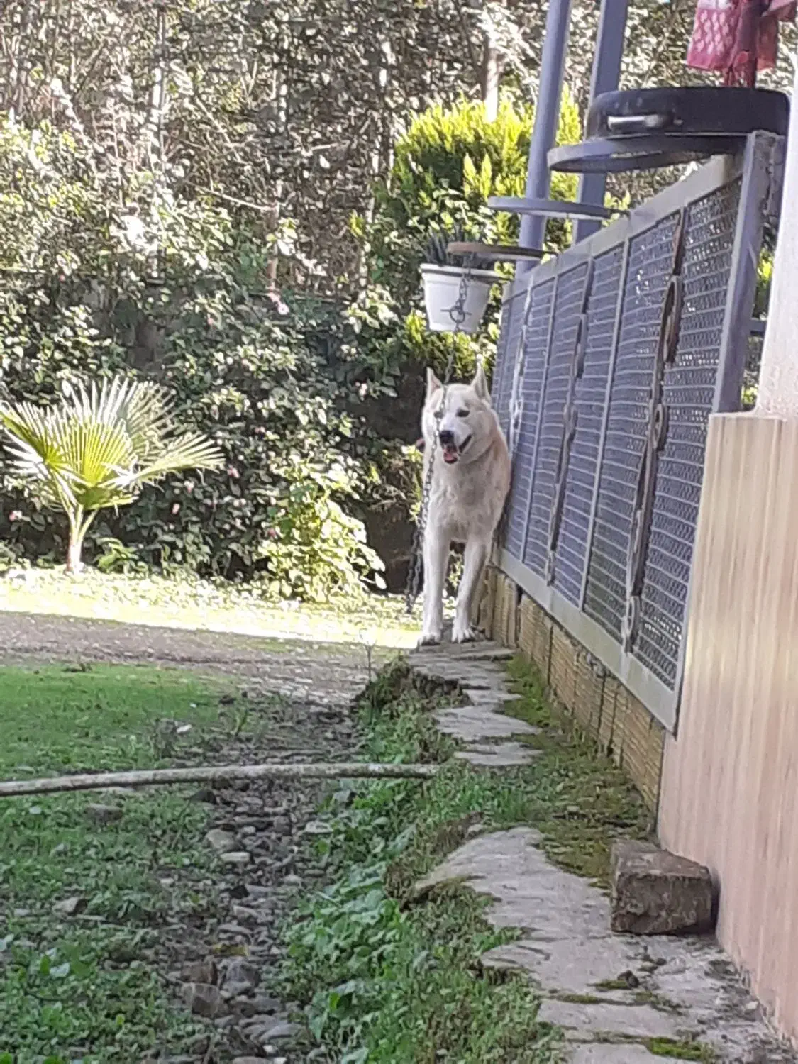 سگ هاسگی|سگ|شفت, |دیوار