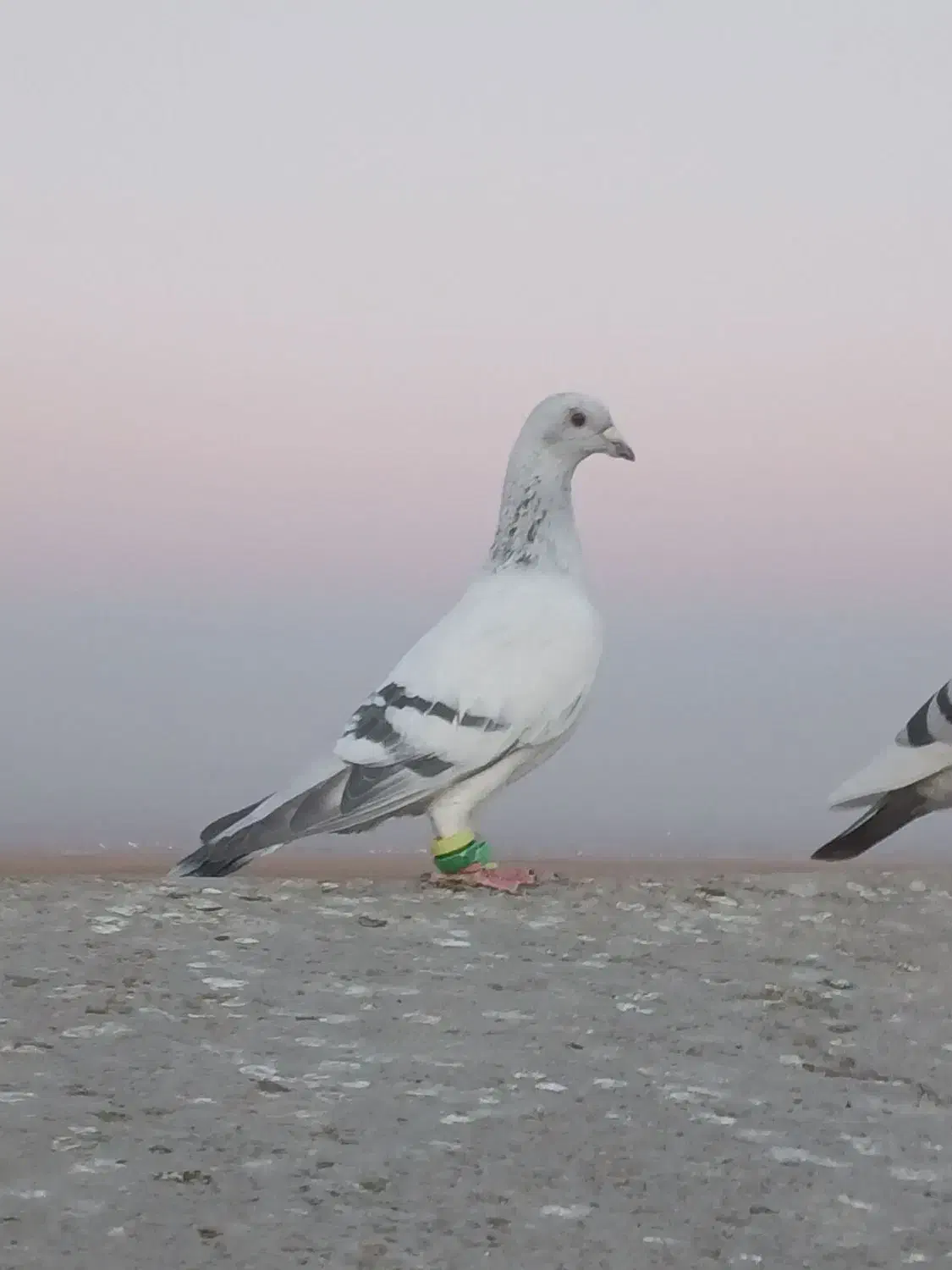 کبوتر|پرنده|تربت جام, جامی|دیوار