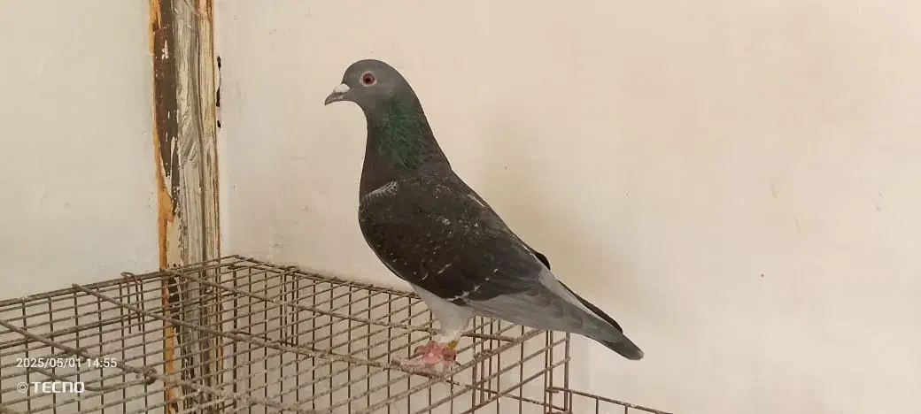 پرنده مسافت بلند|پرنده|اهواز, کوی آزادی|دیوار