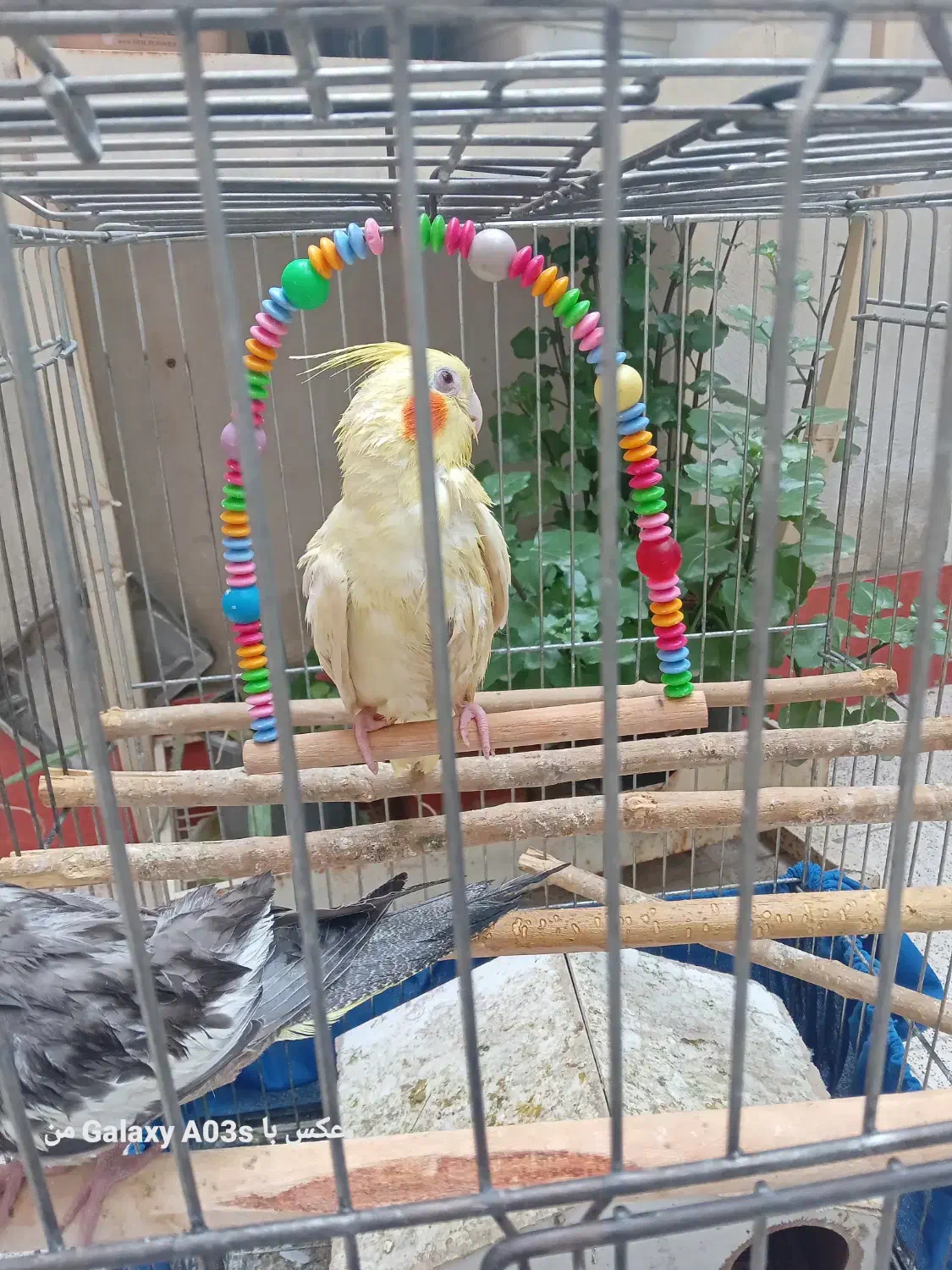 عروس هلندی گم شده|حیوانات|گنبد کاووس, |دیوار