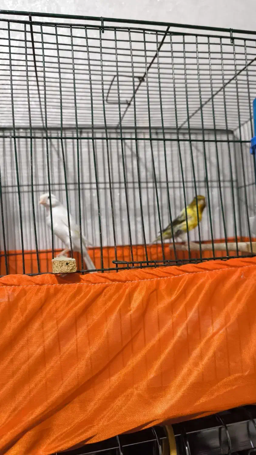 قناری نر و ماده|پرنده|تهران, شادآباد|دیوار