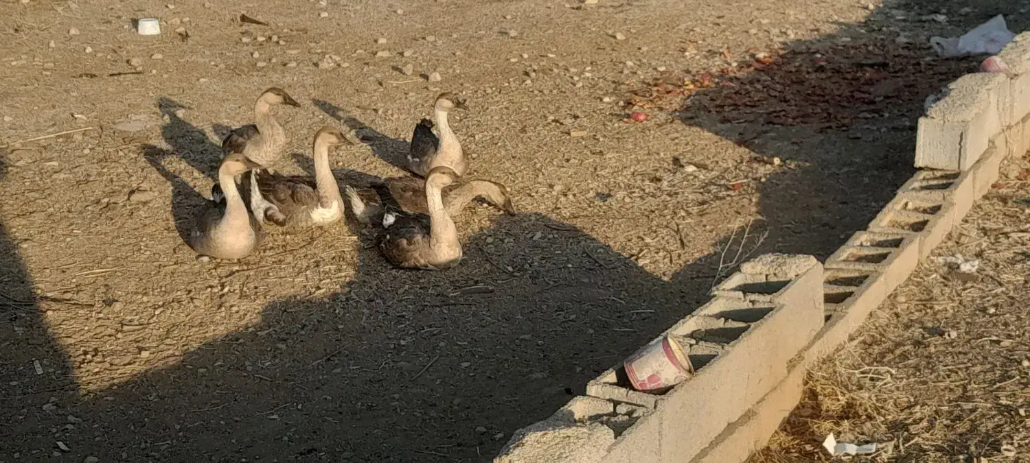 قوغاز|حیوانات مزرعه|یاسوج, |دیوار