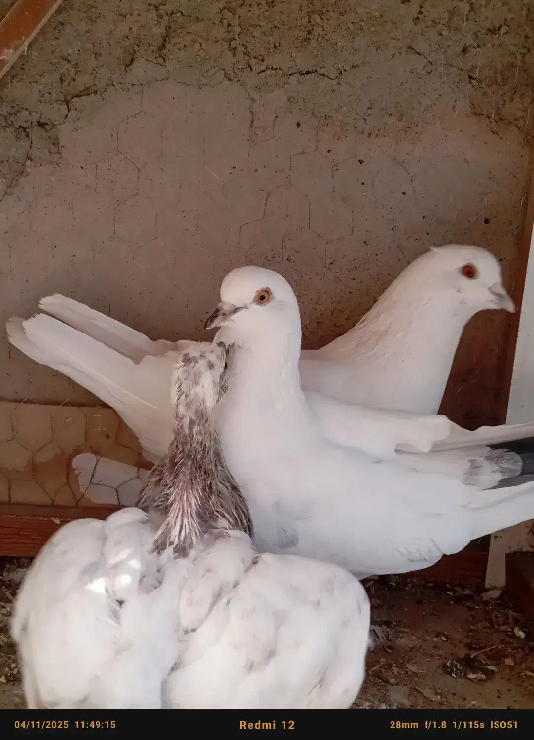 کفتر پرشی|پرنده|سیرجان, |دیوار