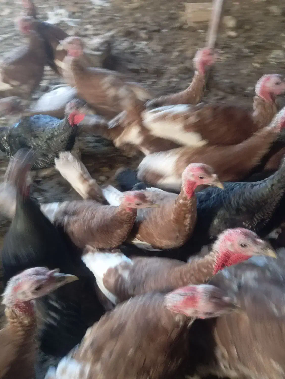 بوقلمون گوسفند بزغاله کبوتر اسب|حیوانات مزرعه|سبزوار, هویزه|دیوار