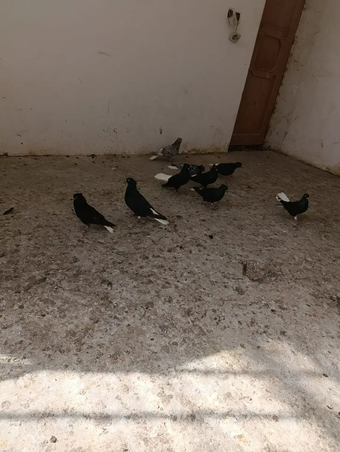 کبوتر|پرنده|شیروان (خراسان), |دیوار