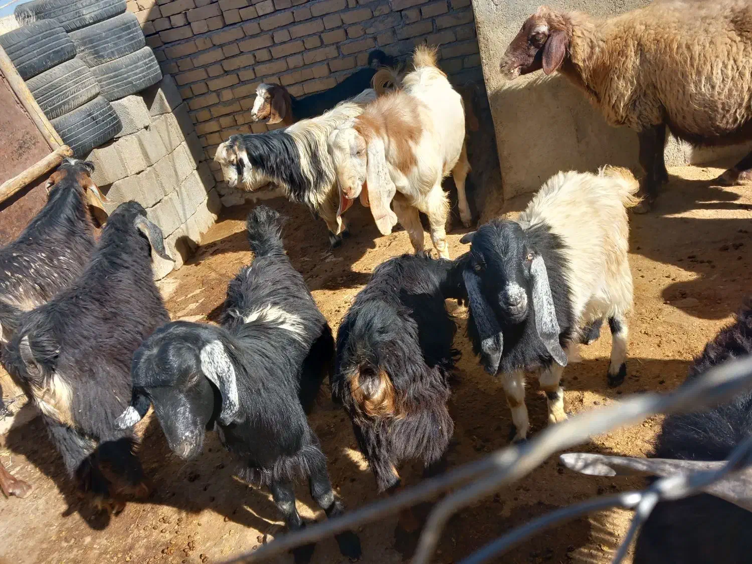 بزغاله|حیوانات مزرعه|کوزران, |دیوار