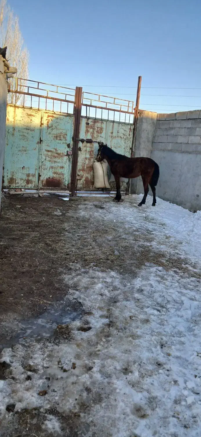 اسب ماده دوساله|اسب و تجهیزات اسب‌سواری|میانه, |دیوار