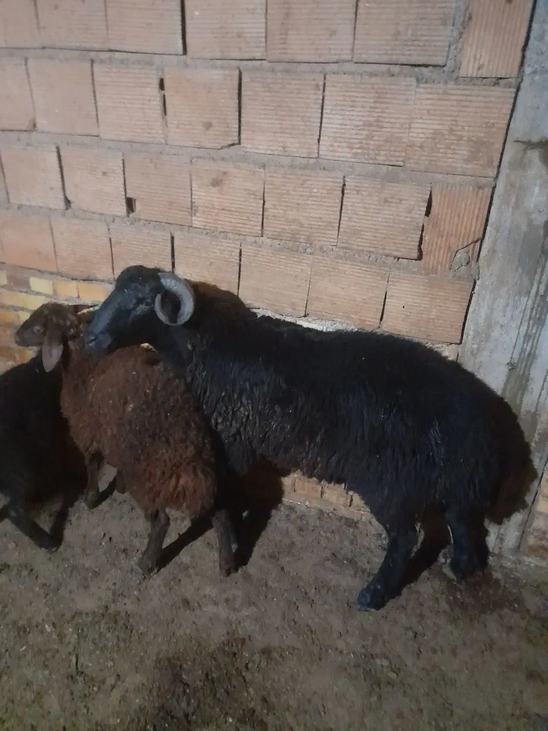 نر شیشکی تخمی|حیوانات مزرعه|خان ببین, |دیوار