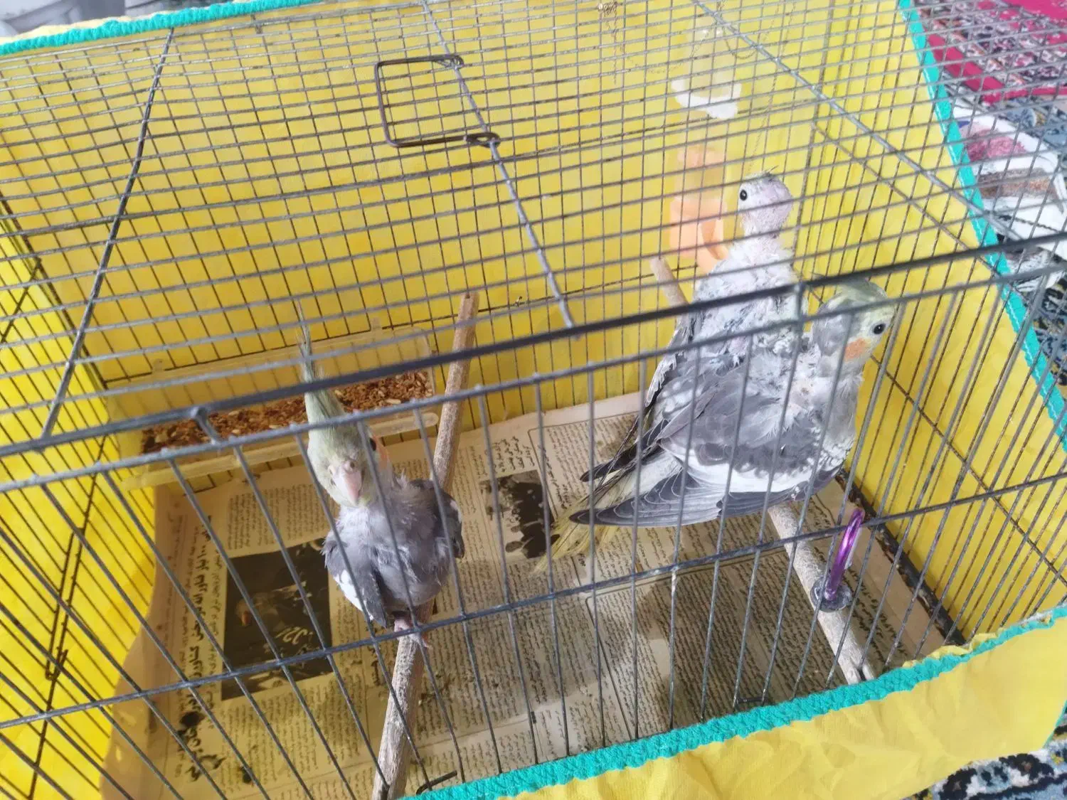 3عدد عروس هلندی سالم و سخنگو و رام همراه باوسایل|پرنده|کوچصفهان, |دیوار